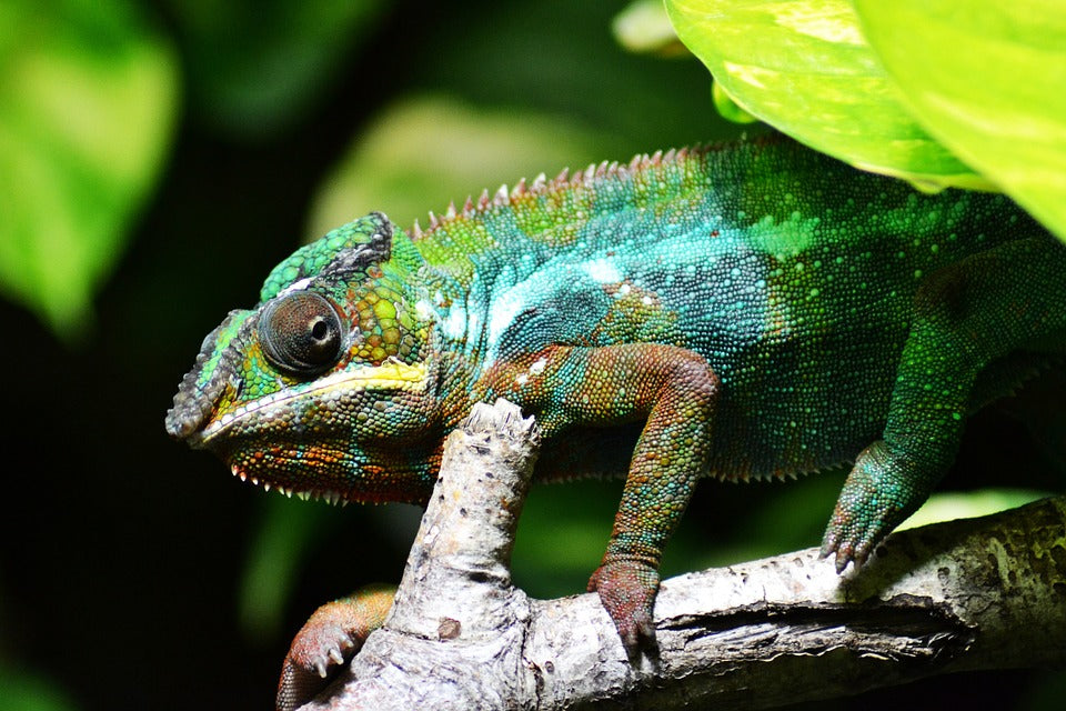 Cum amenajam terariul pentru cameleon?